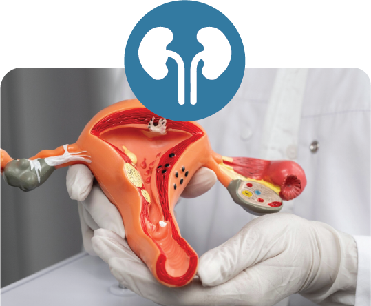 Medical model representing urology and genitourinary care